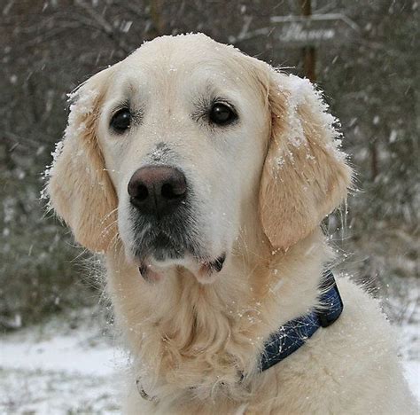 Snow By Trine Ingrid Golden Retriever Snow Pets Animals Animales