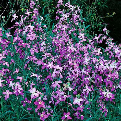 Stock Night Scented Hardy Annual Seeds Thompson And Morgan Flower