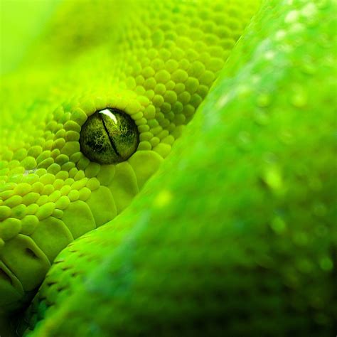 A baby snake is called a snakelet. Snake Eye iPad Wallpaper, Background and Theme