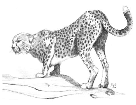Easy cheetah drawing at getdrawings free download. Cheetah by HalfJackRun on DeviantArt