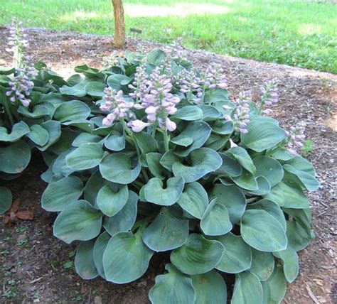 Hosta Blue Mouse Ears Hosta From Leo Berbee Bulb Company