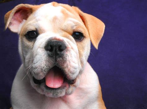 Some frenchies, depending on coat color, may shed more than others. Bulldog Facts: 9 Surprising Things You Never Knew