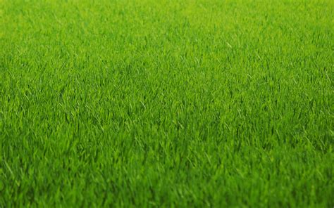 Green Nature Grass Fields Lawn Hd Wallpapers Ramblings