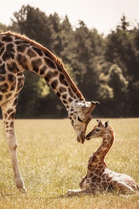 30 Cute Baby Animals That Will Make You Go ‘aww Fantastic88
