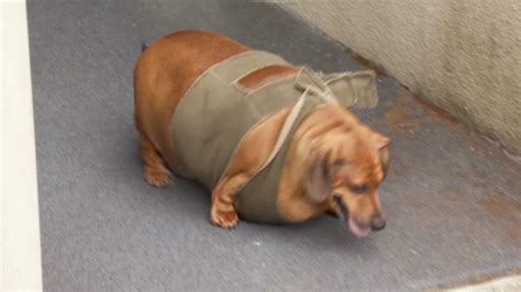 The personal website of steven goodman. Fat dachshund custody battle heats up - CNN Video