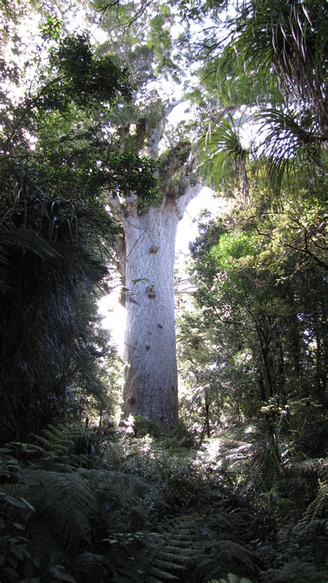 Tane Mahuta New Zealands Tallest Tree Tall Trees Forests New