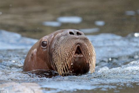 Walrus Mother Shows Off Her Son As He Is Unveiled At German Zoo Daily