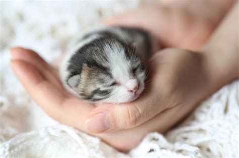 Foto Di Gattini Davvero Pucciosi Focusjuniorit