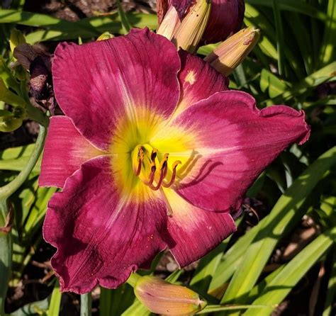 Photo Of The Bloom Of Daylily Hemerocallis Paradise Bar And Grill