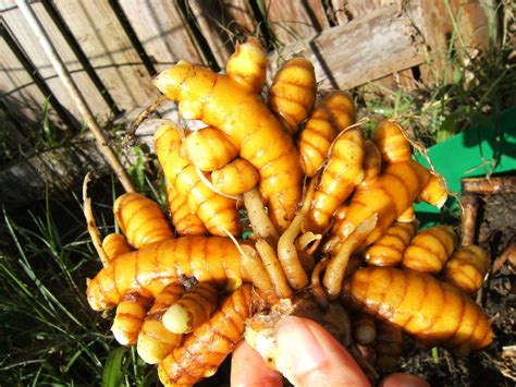 Growing Turmeric From Rhizome