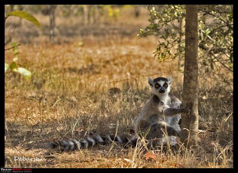 Madagascar A Wilderness Experience In The Land Of Lemurs And Tsingy