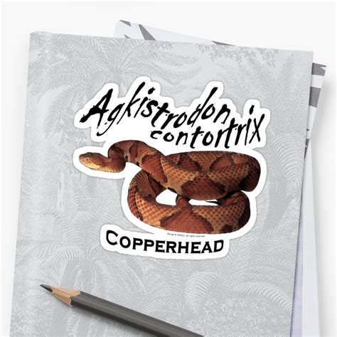 Copperhead Snake Agkistrodon Contortrix Sticker By 28tees Redbubble