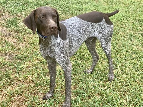 German Shorthaired Pointer Puppies For Sale North Texas German