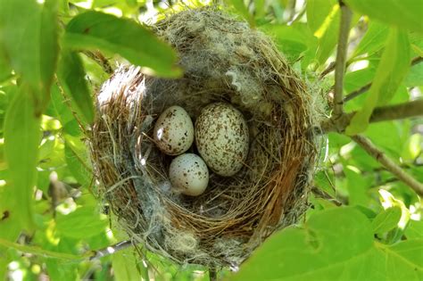 Yellow Warbler Cowbird Nest Jeremy Meyer Photography