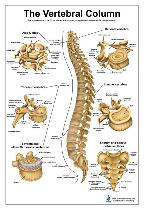 Lumbar Spine Visualhunt