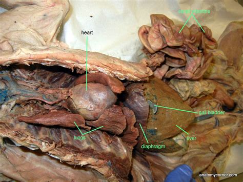 It is a large cavity that is lined with a special peritoneum membrane that keeps the environment. Cat Dissection