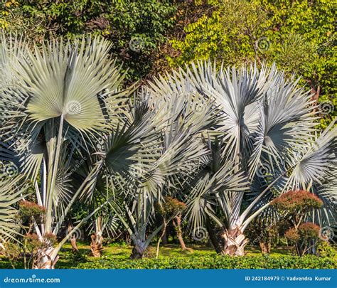 Silver Palm Tree In Garden Stock Image Image Of Floral 242184979
