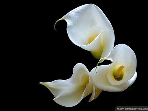 Calla Lily Wallpapers Top Free Calla Lily Backgrounds Wallpaperaccess
