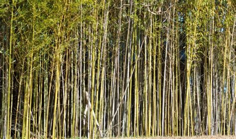 Bamboo Trees Free Stock Photo Public Domain Pictures