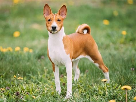 Basenji Dogs And Puppies For Sale In The Uk