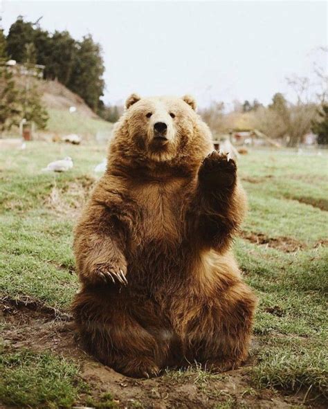 Just Some Bears Saying Hi To You Album On Imgur Animal