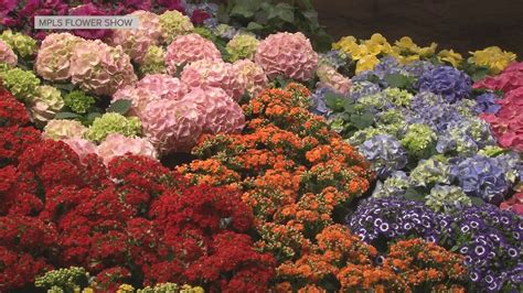 Grow With Kare Bachman S Spring Flower Show