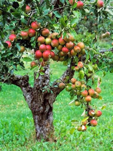 Home Orchard Layout Tips Fruit Garden Fruit Tree Garden