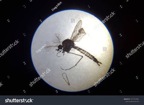 Mosquito Under Microscope Stock Photo Edit Now 1377767681