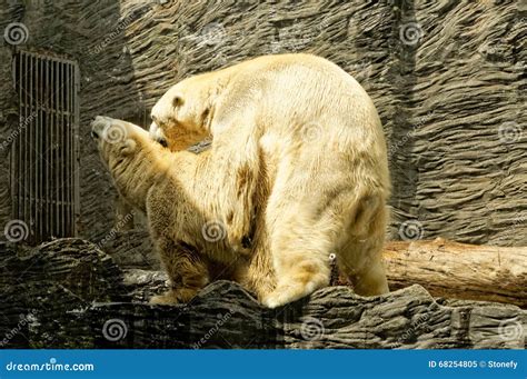 Two Polar Bears Stock Image Image Of Mammal Cute Nature 68254805