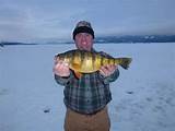 Photos of Yellow Perch Ice Fishing Tips