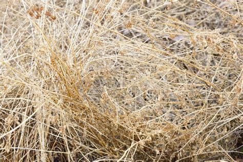 Old Grass Straw Texture Background Spring Natural Texture Of Dr Stock
