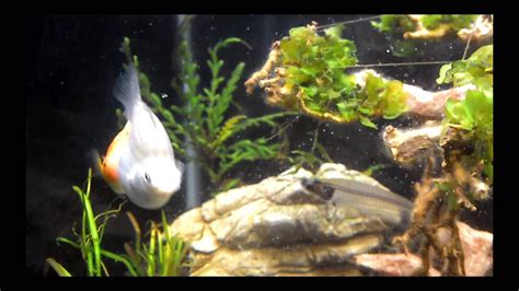 Fish Mating Youtube