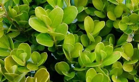 Boxwood Healing Properties Uses And Side Effects