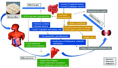 Schematic Overview Of The Major Prebiotic Effects Of Dietary Fiber On