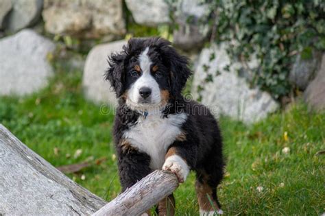 Bernese Mountain Dog Puppy Playing In A Boat Yard Stock Photo Image