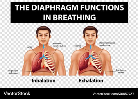 Diagram Showing Diaphragm Functions In Breathing Vector Image