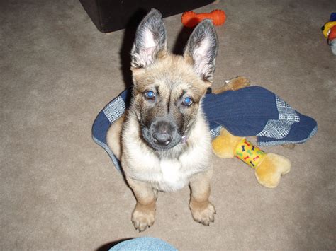 belgian malinois puppy for sale san francisco california ? Pure Malinois