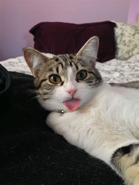 The only thing that should be a cause for concern when cats foam during. Cats With Their Tongues Out | Cuteness Overflow