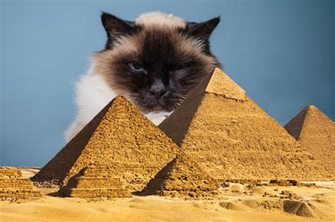 The domesticated cat was a symbol of grace and. Kitty Worship: Cats of Ancient Egypt - Front Page Meews