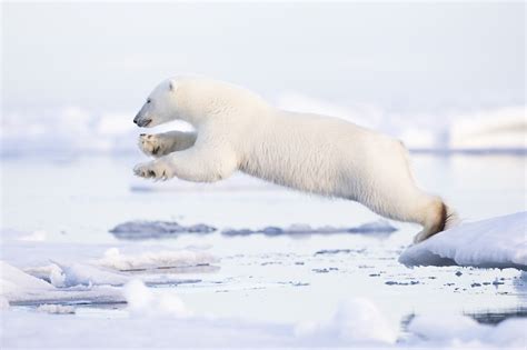 Polar Bear Jump Arctic Wildlife Tours
