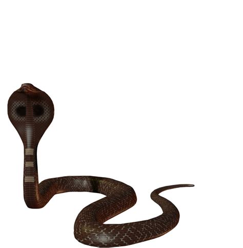 Cobra Snake Png