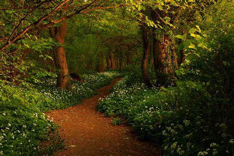 Path In The Spring Forest By Steve Thompson