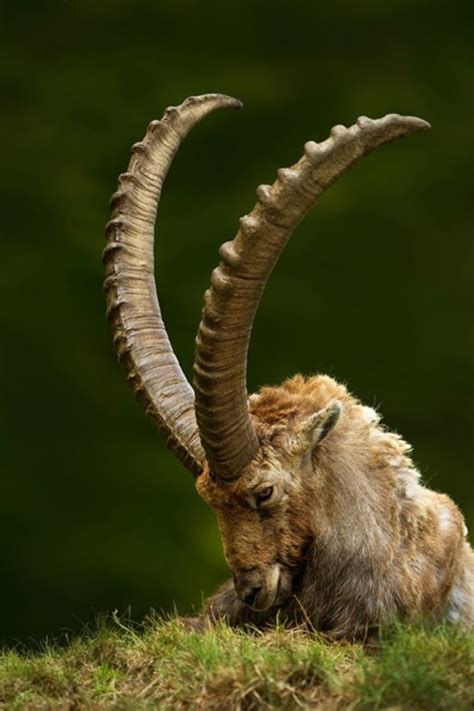 The Meaning And Symbolism Of The Word Horn Animal