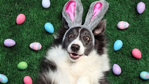 Happy Easter 9 Dogs Having Their Own Easter Egg Hunts Videos