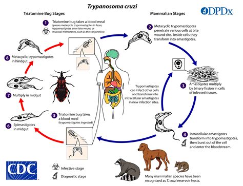 Ciclo Biologico Doença De Chagas LEARNBRAZ