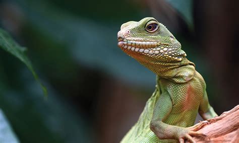 Determining Sex In Lizards Clinicians Brief