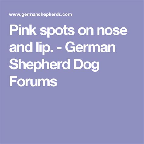 Pink Spots On Nose And Lip German Shepherd Dog Forums Dog Forum