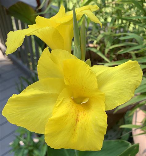 Watch for slugs, caterpillars and snails. Yellow canna lily | Pretty flowers, Canna lily, Flowers