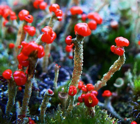Tiny Red Fungi By Guy Radford Via Flickr Fungi Red Tiny