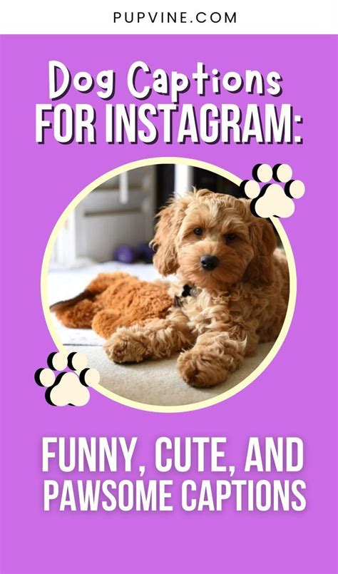 Dog Captions For Instagram The Ultimate Collection Of Cute Funny